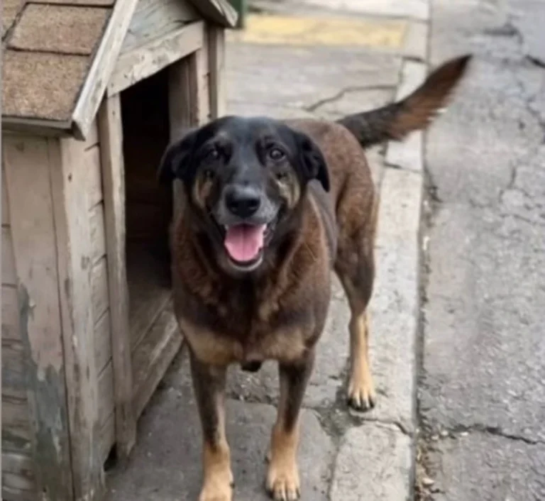 Cão Orelha: operação cumpre mandados contra investigados por morte de cachorro comunitário em Florianópolis
