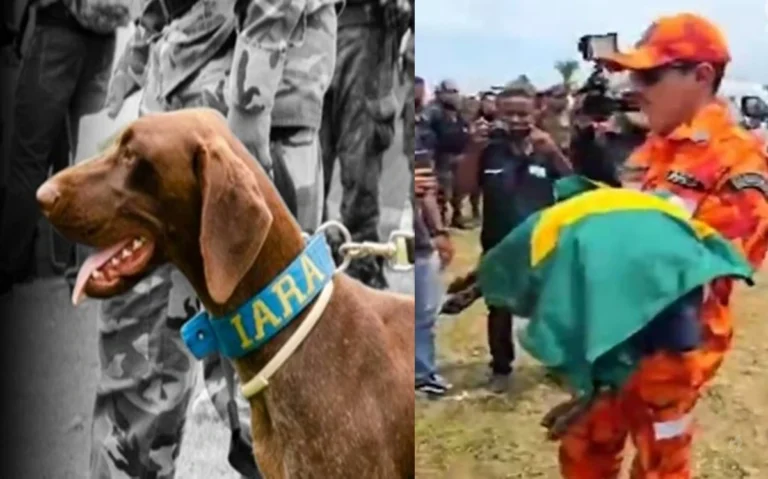 Bacabal: Cadela farejadora morre após atuar em buscas por crianças
