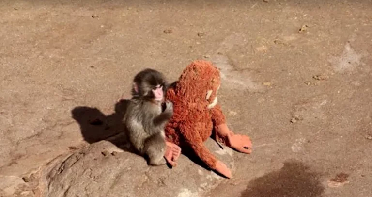 Macaco “adota” pelúcia após ser rejeitado pela mãe em zoológico no Japão