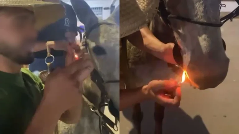 Homens são autuados após colocarem cigarro na boca de mula em MG
