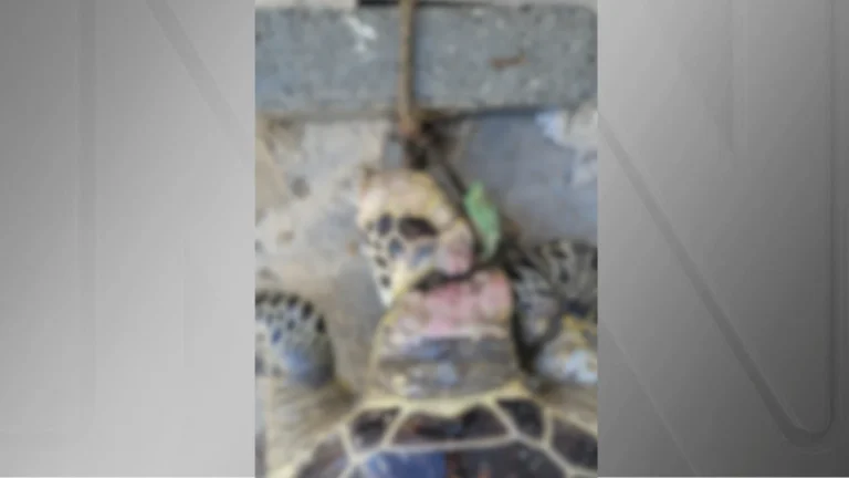 Tartaruga é encontrada morta com uma corda no pescoço no litoral de SC