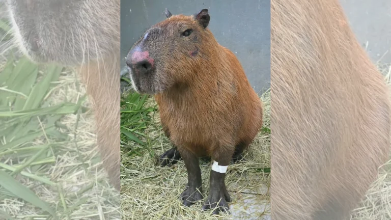 Decreto Cão Orelha é aplicado pela 1° vez em caso de capivara agredida
