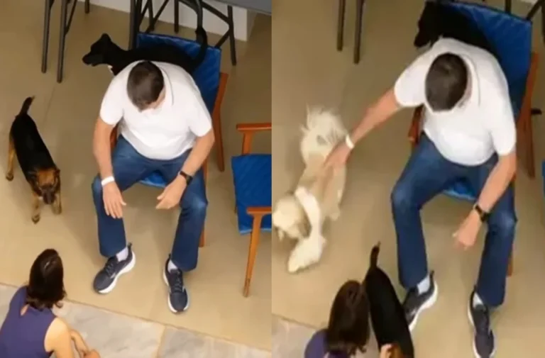 Já em casa, Bolsonaro chama atenção ao surgir brincando com cãezinhos