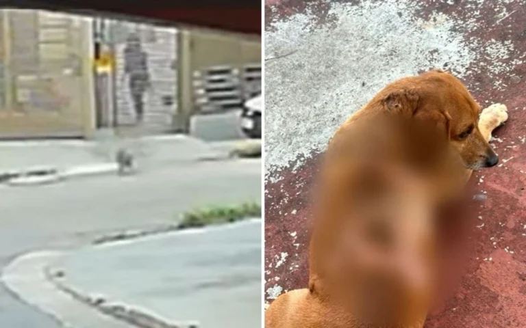 Cão comunitário sofre queimaduras após mulher jogar óleo quente, dizem moradores; vídeo