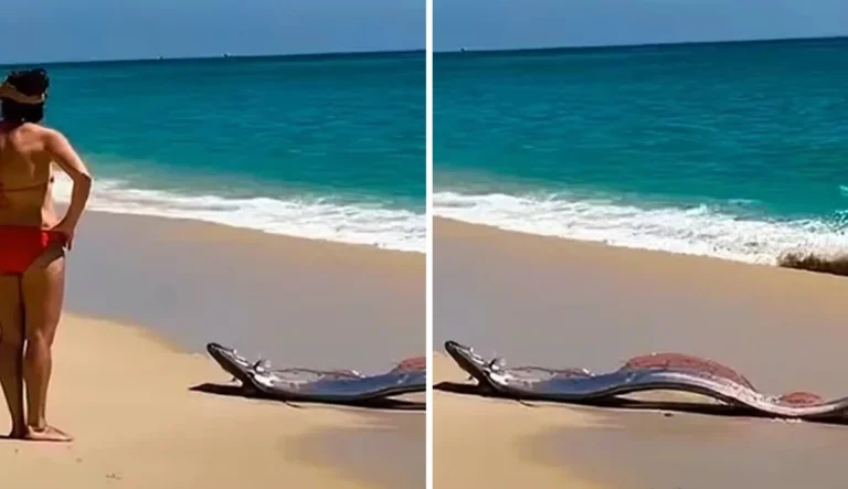 Vídeo: “Peixe do fim do mundo” aparece em praia e assusta banhistas