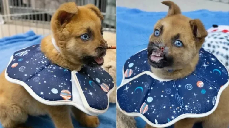 Após perder o nariz, cão filhote se recupera em abrigo e emociona web