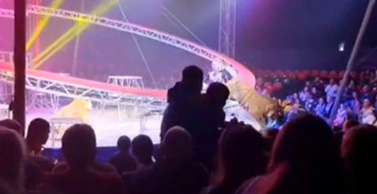 Tigre pula em direção a plateia de circo após grade desabar na Rússia