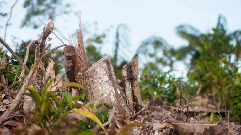 Desmatamento fica abaixo de 1 milhão de hectares pela 1ª vez desde 2019