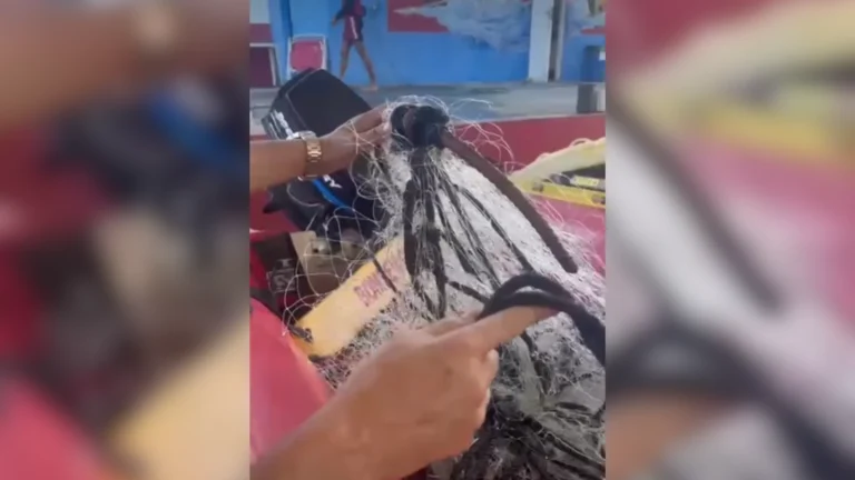 Baleia fica presa em rede e é resgata por bombeiros no RJ; veja vídeo