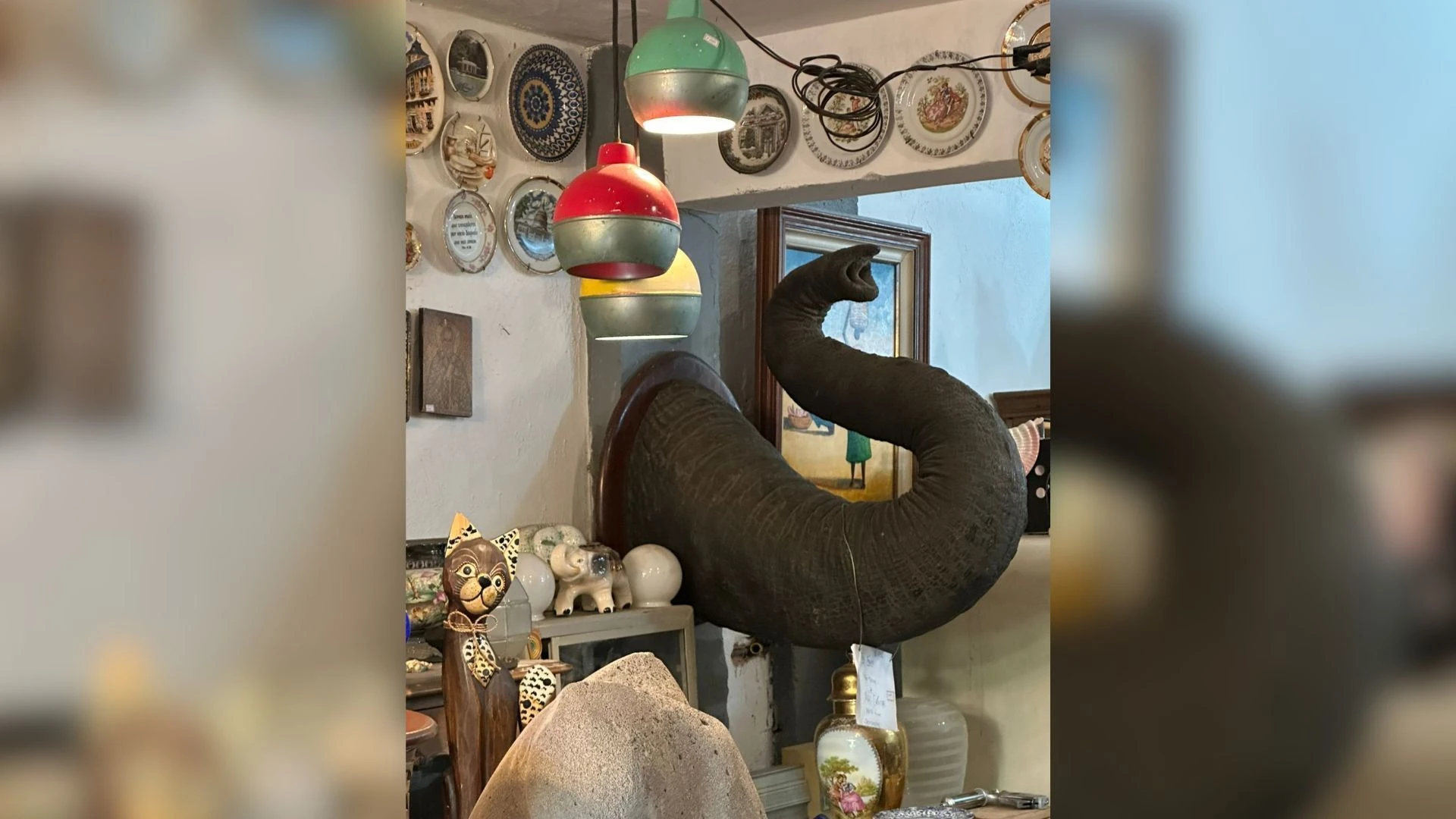 PF apreende tromba de elefante asiático em antiquário no Rio