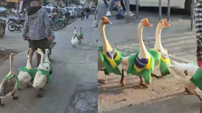 Vídeo: gansos desfilando com bandeiras do Brasil viralizam na internet
