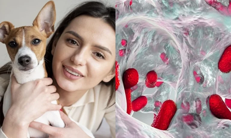Pesquisa faz alerta preocupante sobre transmissão de superbactéria entre pets e pessoas