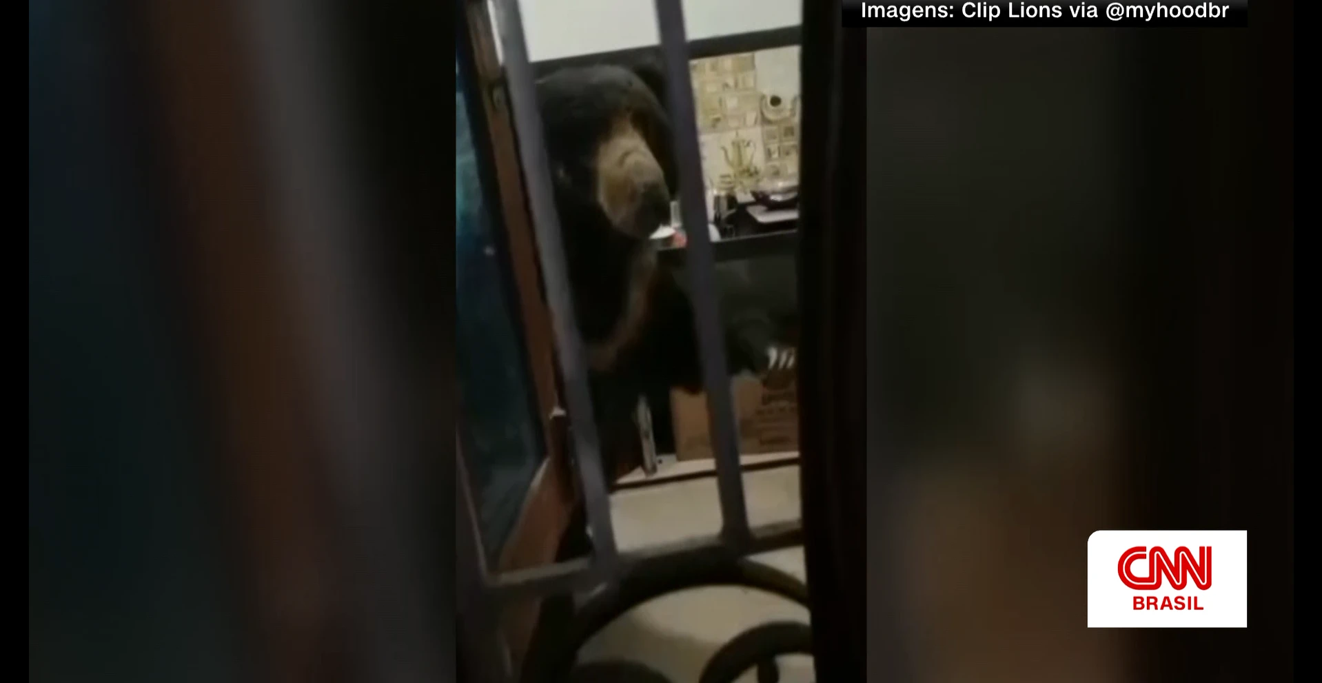 Vídeo: Urso invade casa na Índia, toma cozinha e assusta família