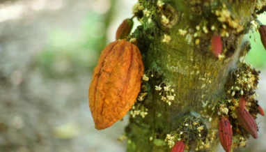 Cacau, café e açúcar já estão mais caros diante dos riscos do El Niño