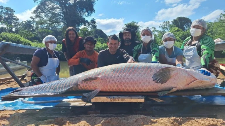 Pirarucu gigante de 137 kg é capturado em reserva de Rondônia