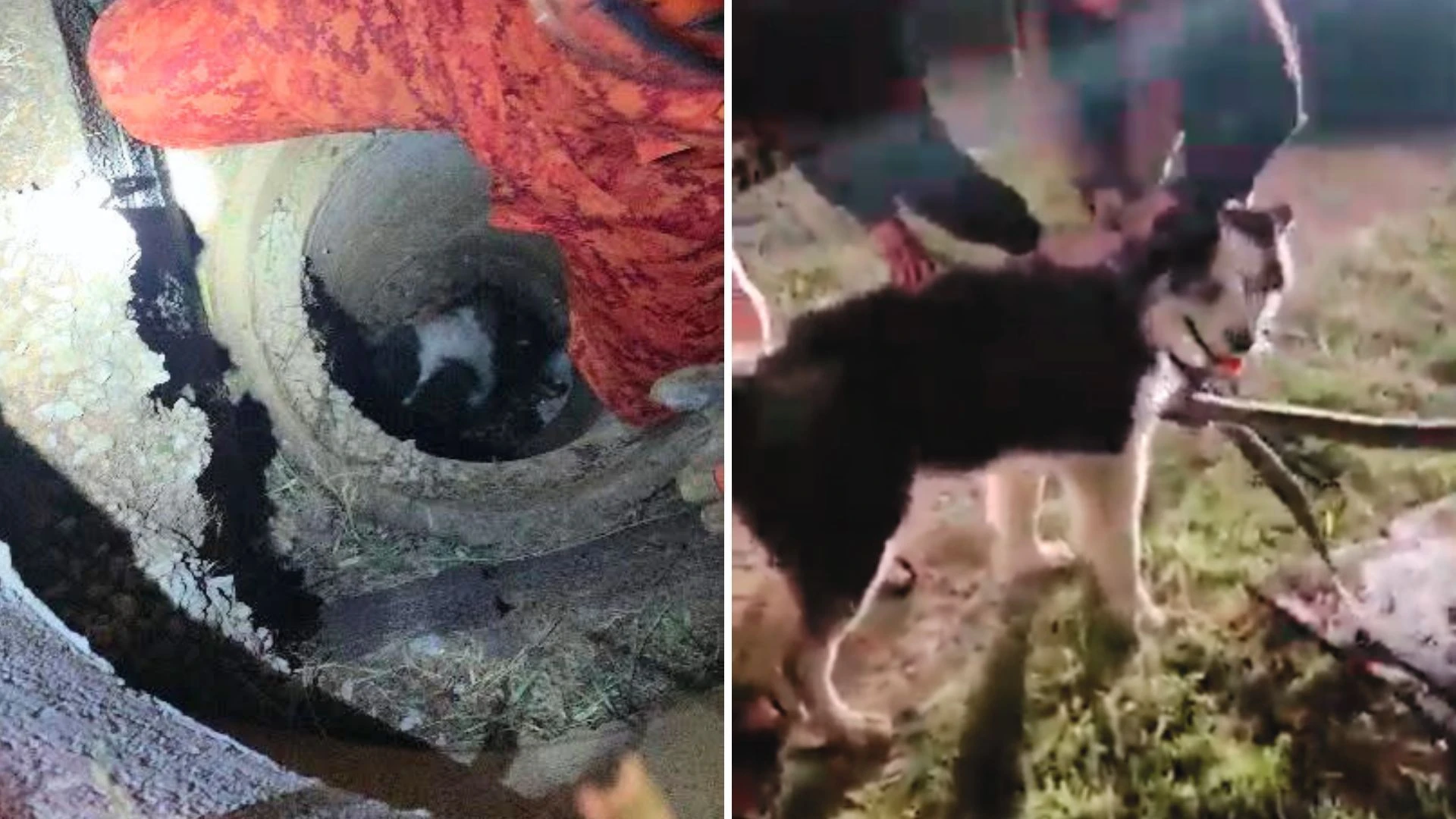Vídeo: Cachorro fica preso em bueiro e é resgatado pelos bombeiros no RJ