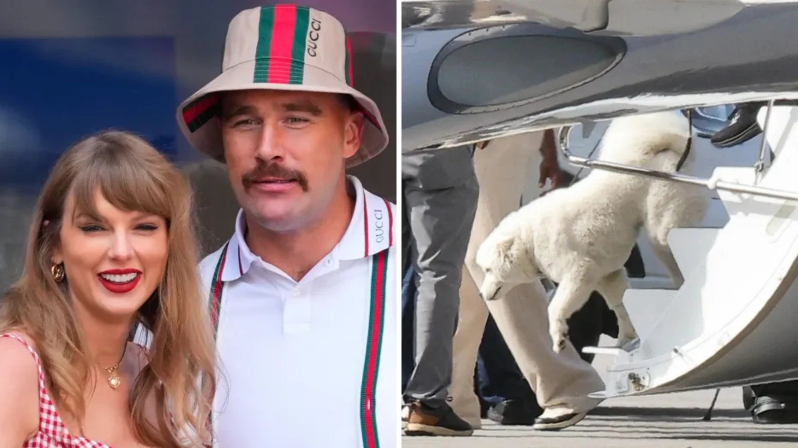 Novo pet de Taylor Swift e Travis Kelce vira 